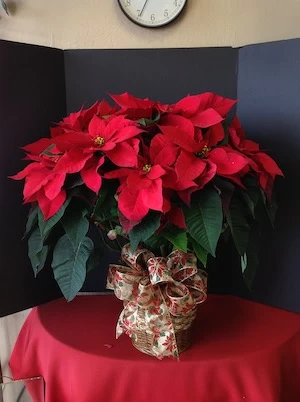 Poinsettia Plants