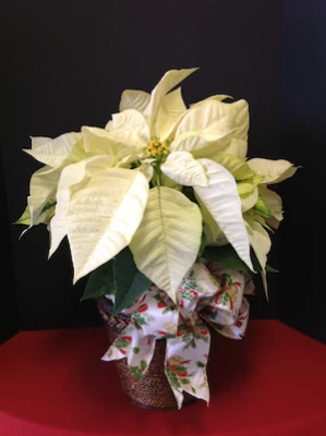 Poinsettia white in a basket