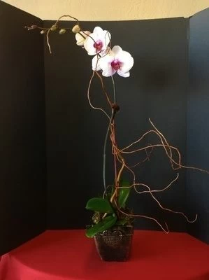 Phalaenopsis Orchid Plant
