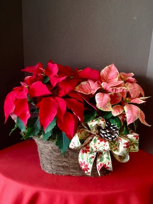 red poinsettia, red poinsettia in a basket, holiday plants,christmas decor, gift idea