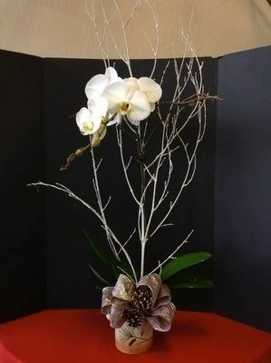 Orchid Plant Christmas Style