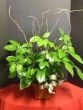 Medium Ficus Plant 