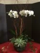 Just Classy Orchid and Succulent