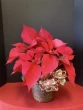 red poinsettia, christmas poinsettia, holiday plants
