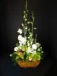 Classic Elegance of Orchids