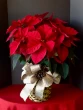 Large red poinsettia, christmas poinsettia, christmas plants, red poinsettia in a basket