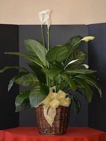 Peace Lily Plant