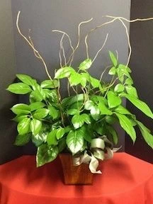 Medium Ficus Plant 