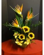 Tropical Flowers of Sunflowers and Orchids