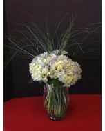 Hydrangea Special