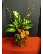 Dieffenbachia Plant in a basket