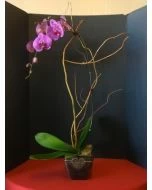 Lasting Love Orchid Plant