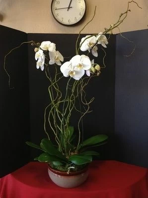 Orchid Garden