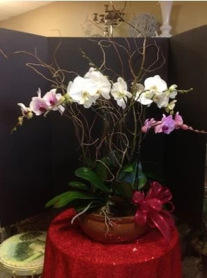 Phalaenopsis Garden