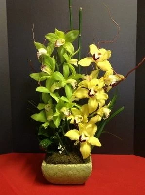 Simply Cymbidium Orchids