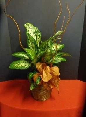 Dieffenbachia Plant in a basket