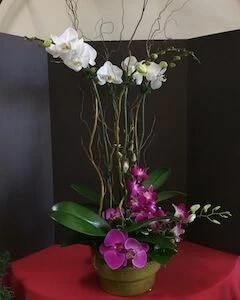 Magnificent Orchid Garden