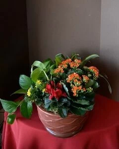 Blooming Dishgarden