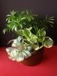 Dishgarden Sympathy Plant