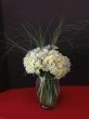 Hydrangea Special