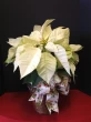 poinsettia, white poinsettia in a basket , holiday decor, gift idea