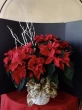 poinsettia, large red poinsettia, red poinsettia in a basket, christmas plants, gift idea, holiday decor