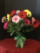 1 Dozen of Gerbera Daisys