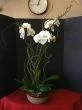 Orchid Garden
