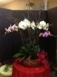 Phalaenopsis Garden