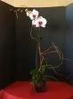 Phalaenopsis Orchid Plant