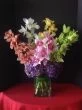 Royalty of Orchids