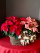 red poinsettia, red poinsettia in a basket, holiday plants,christmas decor, gift idea