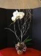 Orchid Plant Christmas Style