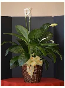 Peace Lily Plant