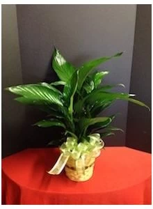 small peace lily plant