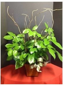 Medium Ficus Plant 