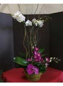 Magnificent Orchid Garden