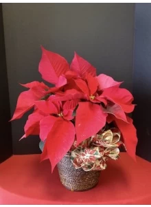 red poinsettia, christmas poinsettia, holiday plants
