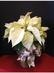 poinsettia, white poinsettia in a basket , holiday decor, gift idea
