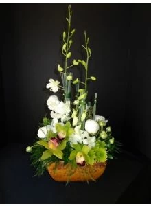 Classic Elegance of Orchids