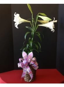 Easter Lilies Plant 6 Inch