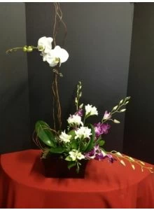 Orchid Flowers with Orchid Plant