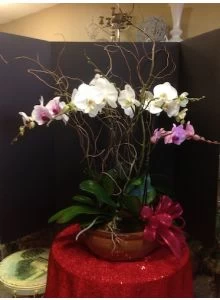 Phalaenopsis Garden