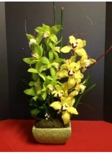 Simply Cymbidium Orchids