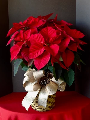 Large red poinsettia, christmas poinsettia, christmas plants, red poinsettia in a basket