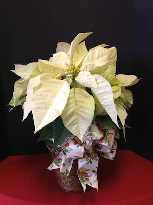 poinsettia, white poinsettia in a basket , holiday decor, gift idea