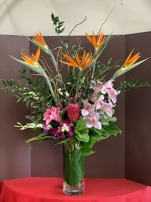 Bird of Paradise