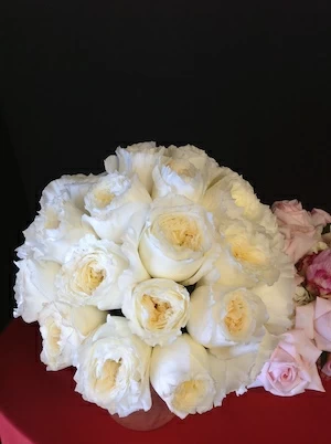 Garden roses