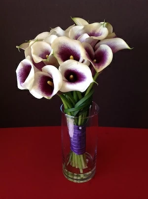 Calla Lily
