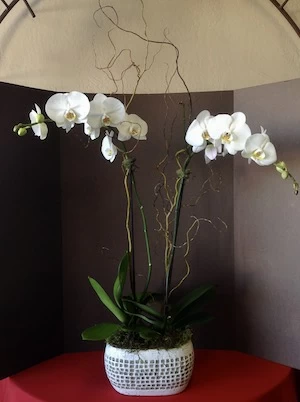 Orchid plants